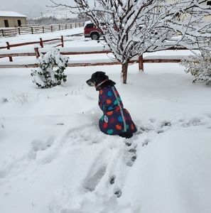 Meet your Posher, Shae